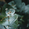 *NEW* Winter's Light Botanical Body Oil: Eucalyptus, Mint, Lavender - Daily Magic